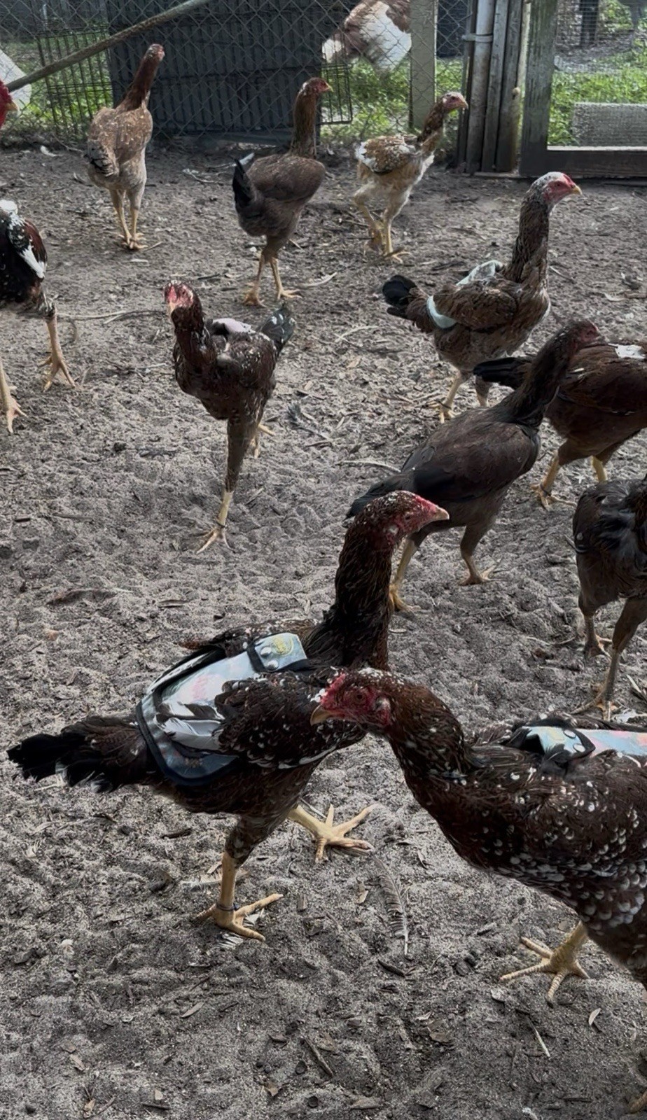 15+ Indio Gigante Hatching Eggs. Brazil NPIP ~ AI. TALLEST CHICKEN IN WORLD 🌎