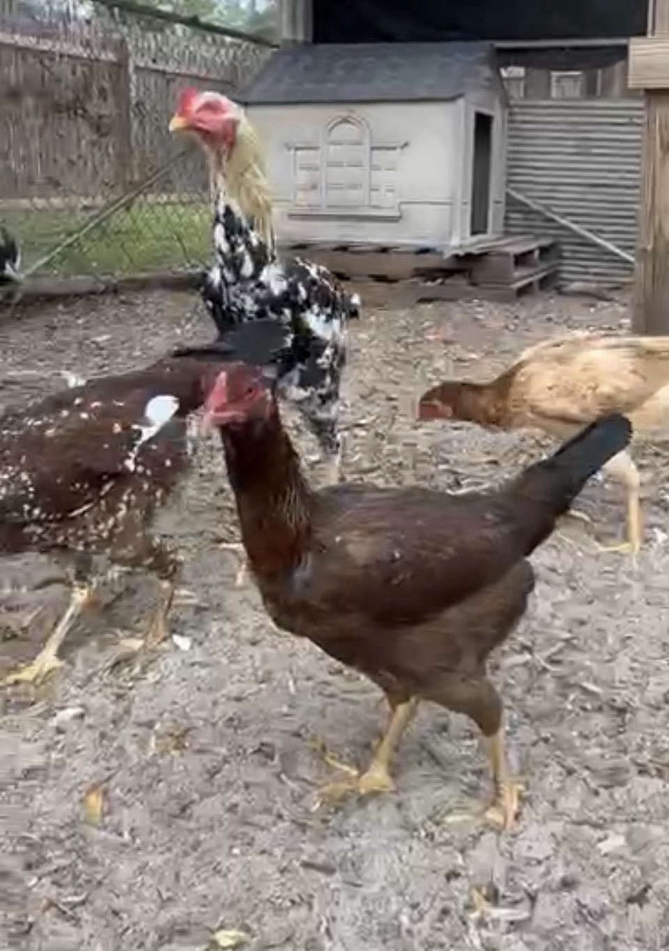15+ Indio Gigante Hatching Eggs. Brazil NPIP ~ AI. TALLEST CHICKEN IN WORLD 🌎