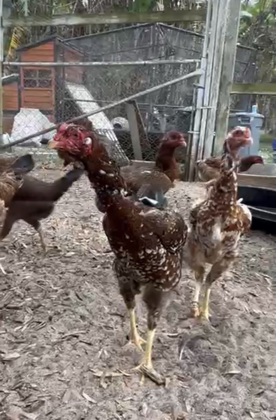 15+ Indio Gigante Hatching Eggs. Brazil NPIP ~ AI. TALLEST CHICKEN IN WORLD 🌎